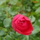 로젠하임 이미지