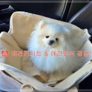 제이리 | 🐶 애견카시트 & 애견방석 겸용! 제이리 강아지 카시트 이동가방 후기