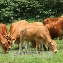 한우의 꿈 이미지