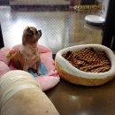 제연동물병원 이미지