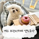 앤드로이 | 여수 ‘앤드로이’ 애견동반 브런치카페 내돈내산 후기