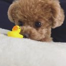빼꼼 이미지