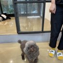 아로메리 이미지