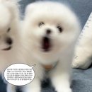 밈