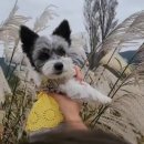 개in공간 이미지