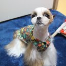 숲속애견샵 이미지