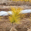 황금수퍼 이미지