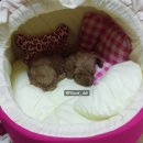 하얀민들레 | 두 아이를 보낸 사람의 펫로스 증후군에 대한 이야기 (+청도 하얀민들레 장례식장 후기)