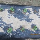 하늘농장7 이미지