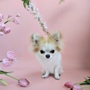 도그루밍 이미지