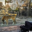 글로벌아름나라어린이집 | 겨울 에버랜드 타이거밸리 아이와 함께 방문 후기 준비물