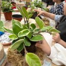 별빛어린이집 | 남양주 별빛유치원 원예수업 후기｜160명과 함께한 양말 토피어리 만들기, 귀여움 가득