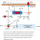 Re:Re:Kaempferol: A Key Emphasis to Its Anticancer Potential 이미지
