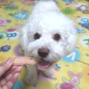 멍뭉한입 이미지