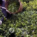 정당농장 이미지