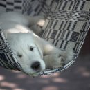 태안 동물병원 이미지