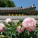 하니다방 이미지