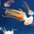 입방해파리綱 - 근구해파리目 - 근구해파리科 - 숲뿌리해파리 이미지