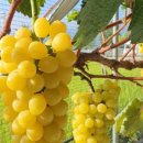 금빛농원 이미지