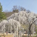 만년교 Daum카페