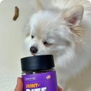 강아지 종합영양제 다리를 건강하게 관리해요