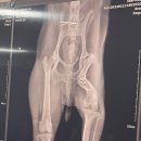 원성준영상의학과동물병원 | 우리 강아지가 다니는 대구 동물병원 추천 24시 범어동물 의료센터