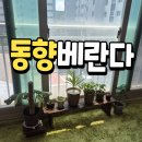 동향 베란다 화분 추천 직접 키우는 식물도 소개 해볼게요