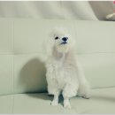 모찌네 수제간식 이미지