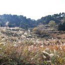 생굴잔치 Daum카페