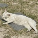 선바우집