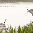 [D+2] 순천 / 때묻지 않은 순수한 자연과 추억을 찾아서... /드라마 세트장, 순천만 자연생태공원