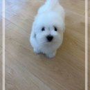 릴스퍼피 강아지분양 일산점 | 일산꼬숑분양 퍼피에몽 실제 방문 후기, 직접 겪은 5가지 과정