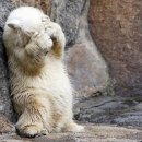 네타