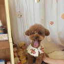 예쁘개 미용 이미지