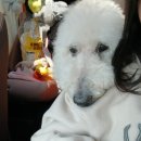 나인동물의료센터 이미지