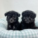 더케이펫 강아지분양 | [공지] 🎄❗️지금 아니면 놓칩니다 크리스마스 앞두고 문의 폭주한 화성 봉담 강아지분양 현실