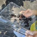멀베리 네일 | 수원 오디 수확체험 농장 방문 | 멀베리오디농원