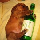 한잔술에 이미지
