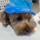 댕쓰마켓 이미지