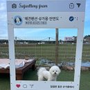 슈가몽 이미지