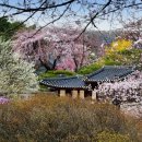 창덕궁 낙선재 뒤뜰 봄 특별해설 운영, 창경궁 ‘동궐도 해설’도 진행 이미지