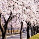강릉 경포대 벚꽃축제로 봄을 맞이해보세요 이미지