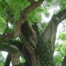 함안 영동리 회화나무 이미지