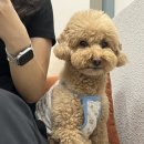 네일엘더트리