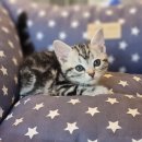 프리미엄캣 이미지