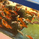 플레이독 남양주점 | 생생정보 수족관 4곳 위치 총정리 독한인생 독하다독해 정보