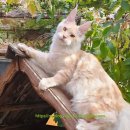 티피쿤(TIPPYCOON) 이미지