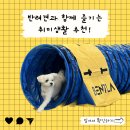 광주반려견유치원, 강아지 어질리티? 사회성훈련에도 좋아요!