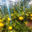 희석농장 이미지