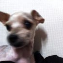 또치 이미지